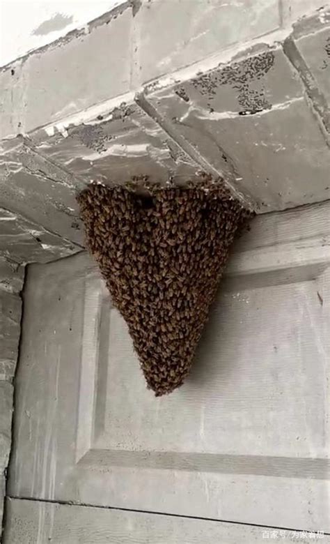 蜜蜂在家筑巢 风水 屬馬男配對